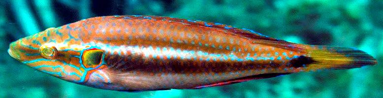 Symphodus ocellatus_000009